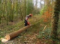 Are you competent to operate a chainsaw safely?