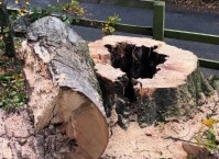 Managing Roadside Trees