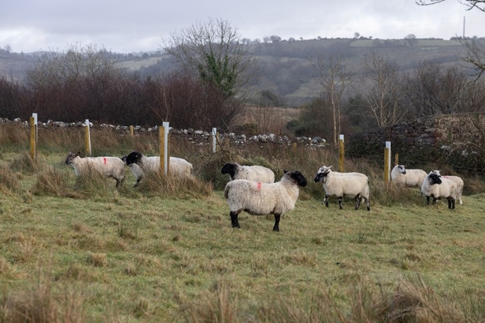 Sheep grazing agroforesty photo by Karen Cox