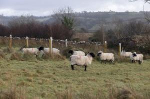 Agroforestry – the integration of farming and forestry