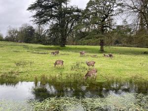 Natural Regeneration in Irish Woodlands: Seed Predation