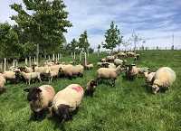 Agroforestry – integrating farming and forestry