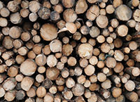How to sell timber – A harvester’s perspective