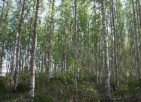 Harnessing the potential of birch