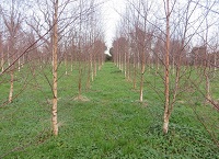 Forest Genetic Resources Trust (FGRT)