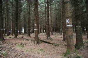 Part one: Thinning of high-yielding Sitka spruce – an overview and results