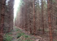 Practical considerations for first thinning of Sitka spruce