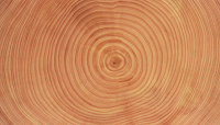 How can we decipher the effects of climate change in trees?