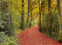 Launch of the new NeighbourWood Scheme