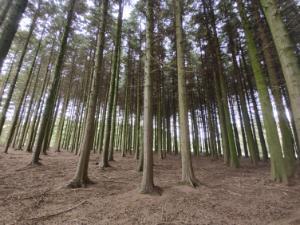 From the shades to the high canopies: The potential of western hemlock in Irish Forestry