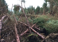 Storm Éowyn forces cancellation of CalfCare event and One-to-One Forestry Clinic
