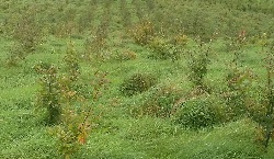 All you need to know about planting a small native woodland on your land