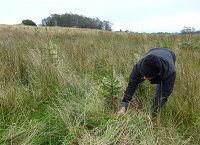 Young farm forests – time for a winter check-up