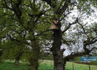 Native honey bees in your forest