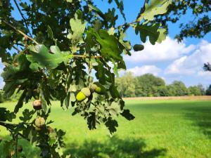Natural Regeneration in Irish Woodlands: Seed Production