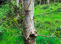New findings in ash dieback research by Teagasc