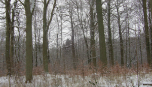 Natural Regeneration in Irish Woodlands: Germination