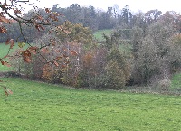 Tree and hedge management in Ballyhaise College
