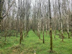 Using data to adapt Irish forests to a changing climate