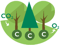 Forest Carbon Tool