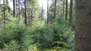 Climate Resilient Reforestation Pilot Scheme: Offering financial support for Reforestation