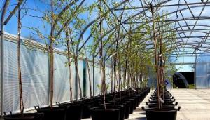 Supporting private forest owners and those planting a new forest