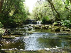 A Role for Trees on Every Irish Farm