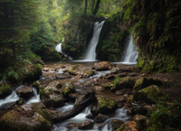 Winner of the “Forests for Nature” Category of the 2022 Teagasc Forest Photo Competition Announced