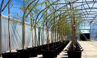 Application of Multi-Omics technologies for tree improvement