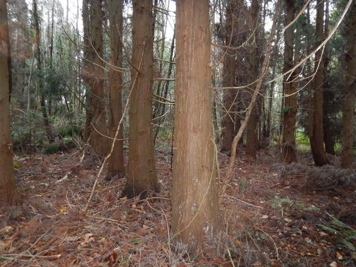The potential of Japanese red cedar and western red cedar in Irish Forestry