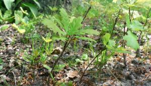 Natural Regeneration in Irish Woodlands: Seedling Establishment