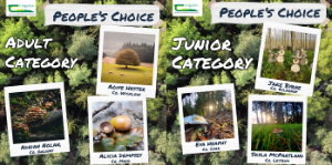 People’s choice – pick the overall winners of the Teagasc Forestry Photo Competition