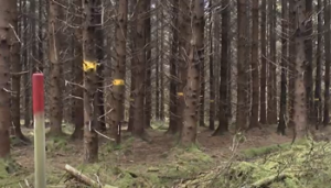 Watch: Preparing for second thinning – conifer forest management