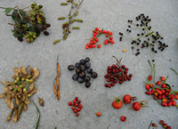 Growing trees from seed – part 1