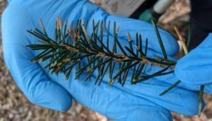 Fungal populations in leaves may give insights into the health of forest ecosystems