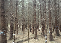 Guidelines for the management of productive Sitka spruce crops