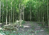 Part 2: A look at the interim scheme options – Forestry Programme 2023-2027
