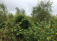 Jobs to do in your forest over winter