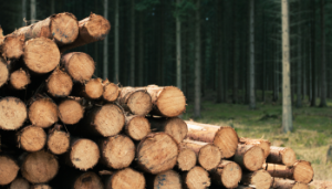 Forestry clinics and plan for 2025