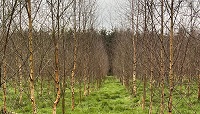 Clár taighde feabhsaithe crann Teagasc