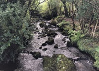 Native woodland and water quality