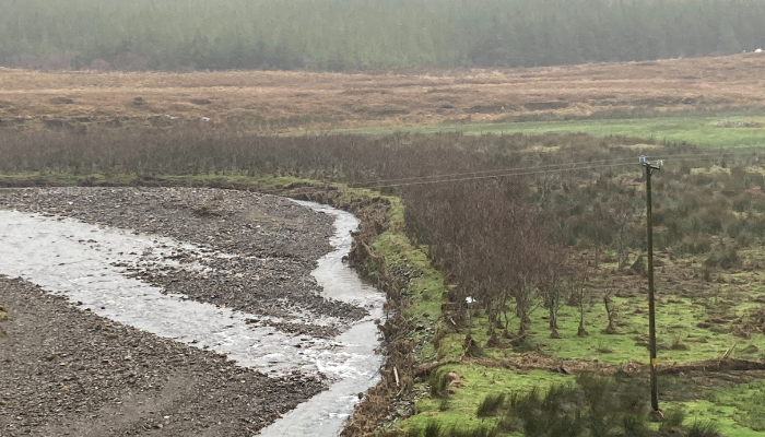 young broadleaf riparian woodland