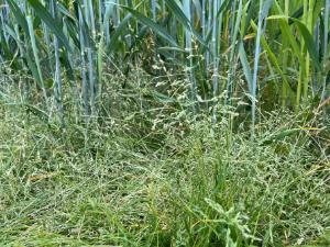 Annual meadow grass showing more resistance to herbicides