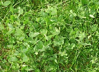 Enhanced rates for Organic Farmers