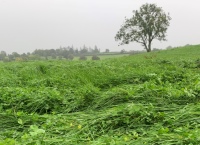 Lowering the carbon footprint of pasture-based milk production at Solohead