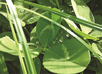 Management of freshly reseeded grass – Clover swards in Ballyhaise