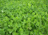 Major Focus on Clover establishment and Management in 2021