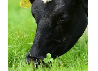 The milk production benefits of incorporating white clover in grass swards