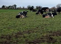 Early Grass Management on a Dairy Farm