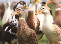 Duck Production